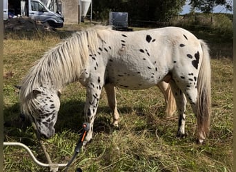 Shetland Ponys, Hengst, 1 Jaar, 113 cm, Appaloosa