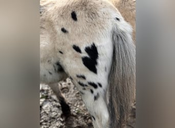 Shetland Ponys, Hengst, 1 Jaar, 113 cm, Appaloosa