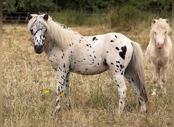 Shetland Ponys, Hengst, 1 Jaar, 113 cm, Appaloosa
