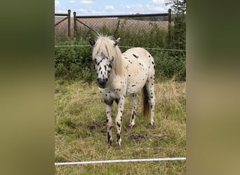 Shetland Ponys, Hengst, 1 Jaar, 113 cm, Appaloosa