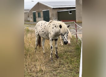 Shetland Ponys, Hengst, 1 Jaar, 113 cm, Appaloosa