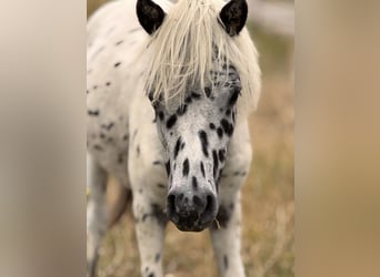 Shetland Ponys, Hengst, 1 Jaar, 113 cm, Appaloosa