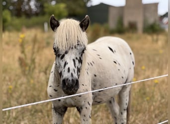 Shetland Ponys, Hengst, 1 Jaar, 113 cm, Appaloosa