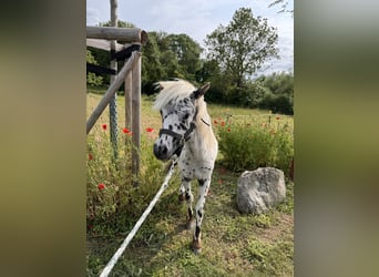 Shetland Ponys, Hengst, 1 Jaar, 113 cm, Appaloosa