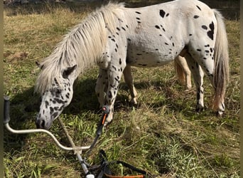 Shetland Ponys, Hengst, 1 Jaar, 113 cm, Appaloosa