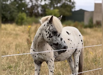 Shetland Ponys, Hengst, 1 Jaar, 113 cm, Appaloosa