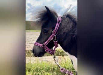 Shetland Ponys, Hengst, 1 Jaar, 65 cm, Gevlekt-paard