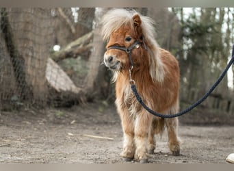 Shetland Ponys, Hengst, 1 Jaar, 69 cm, Palomino
