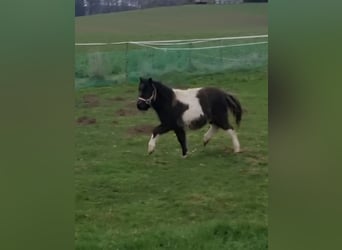 Shetland Ponys, Hengst, 1 Jaar, 72 cm, Gevlekt-paard