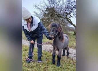 Shetland Ponys, Hengst, 1 Jaar, 80 cm, Bruin
