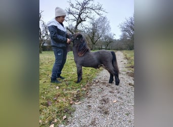 Shetland Ponys, Hengst, 1 Jaar, 80 cm, Bruin