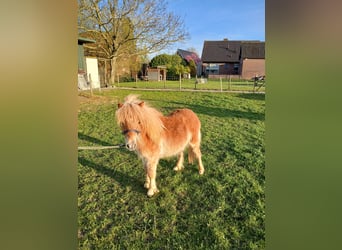 Shetland Ponys, Hengst, 1 Jaar, 80 cm, Vos