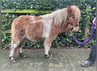Shetland Ponys, Hengst, 1 Jaar, 82 cm, Roodvos