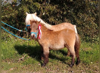Shetland Ponys, Hengst, 1 Jaar, 83 cm, Roan-Bay