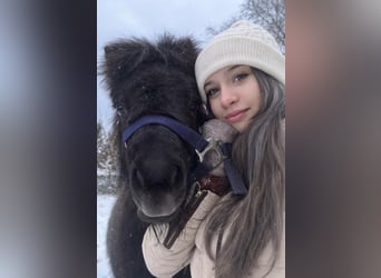 Shetland Ponys, Hengst, 1 Jaar, 85 cm, Zwart