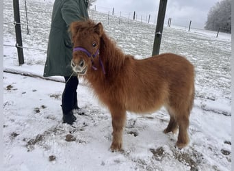 Shetland Ponys, Hengst, 1 Jaar, 87 cm, Vos