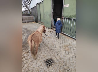 Shetland Ponys, Hengst, 1 Jaar, 90 cm, Vos