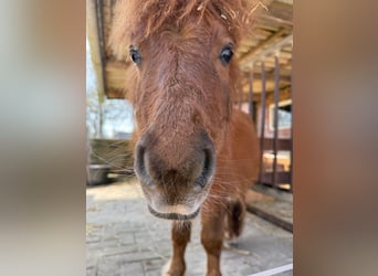 Shetland Ponys, Hengst, 1 Jaar, 90 cm, Vos