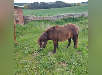 Shetland Ponys, Hengst, 1 Jaar, 91 cm, Donkerbruin