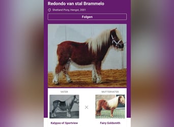 Shetland Ponys, Hengst, 1 Jaar, 91 cm, Zwart