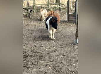 Shetland Ponys, Hengst, 1 Jaar, 95 cm, Gevlekt-paard