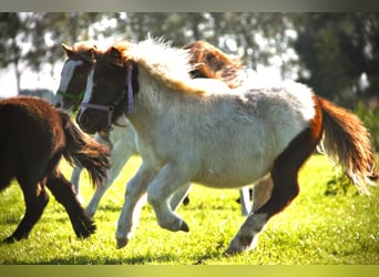 Shetland Ponys, Hengst, 1 Jaar, 95 cm, Gevlekt-paard