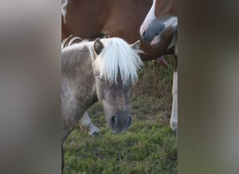 Shetland Ponys, Hengst, 1 Jaar, 95 cm