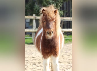 Shetland Ponys, Hengst, 1 Jaar, 96 cm, Gevlekt-paard
