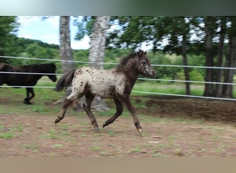 Shetland Ponys, Hengst, 1 Jaar, 98 cm, Appaloosa