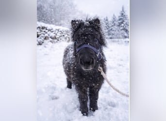 Shetland Ponys, Hengst, 1 Jaar, 98 cm, Zwart