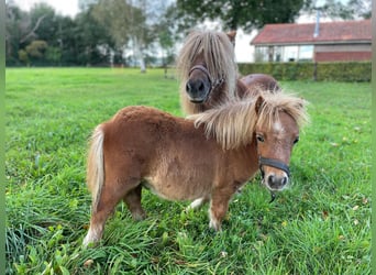 Shetland Ponys, Hengst, 1 Jaar