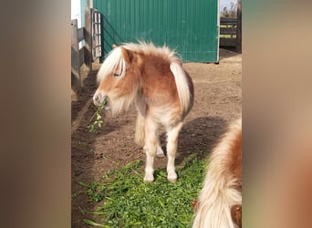 Shetland Ponys, Hengst, 1 Jaar, Vos