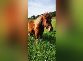 Shetland Ponys, Hengst, 1 Jaar, Vos