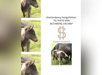 Shetland Ponys, Hengst, 1 Jahr, 100 cm