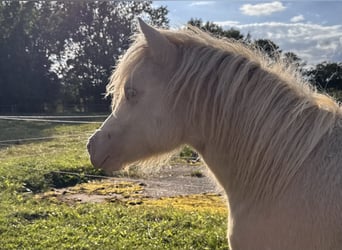 Shetland Ponys, Hengst, 1 Jahr, 102 cm, Perlino