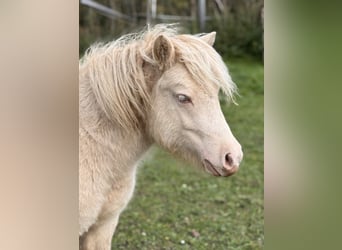 Shetland Ponys, Hengst, 1 Jahr, 102 cm, Perlino
