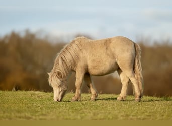 Shetland Ponys, Hengst, 1 Jahr, 102 cm, Perlino