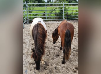 Shetland Ponys Mix, Hengst, 1 Jahr, 105 cm