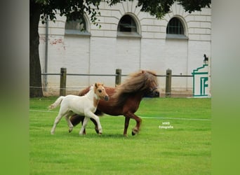 Shetland Ponys, Hengst, 1 Jahr, 105 cm