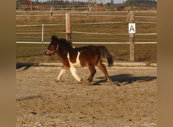 Shetland Ponys, Hengst, 1 Jahr, 105 cm, Schecke