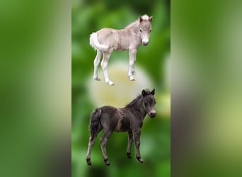 Shetland Ponys, Hengst, 1 Jahr, 105 cm
