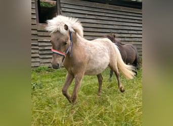 Shetland Ponys, Hengst, 1 Jahr, 105 cm
