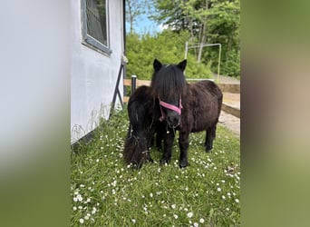 Shetland Ponys, Hengst, 1 Jahr, 110 cm, Rappe