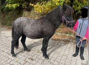 Shetland Ponys Mix, Hengst, 1 Jahr, 110 cm, Schimmel