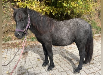 Shetland Ponys Mix, Hengst, 1 Jahr, 110 cm, Schimmel