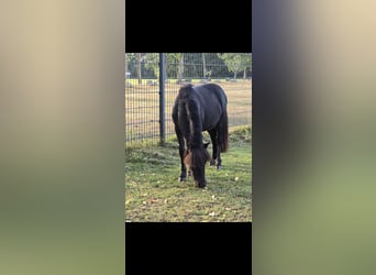 Shetland Ponys, Hengst, 1 Jahr, 110 cm, Schwarzbrauner