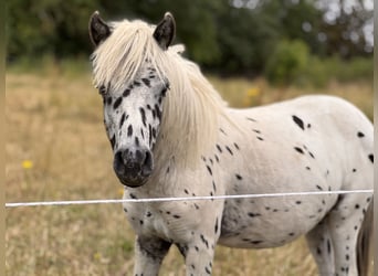 Shetland Ponys, Hengst, 1 Jahr, 112 cm, Tigerschecke