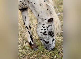 Shetland Ponys, Hengst, 1 Jahr, 112 cm, Tigerschecke