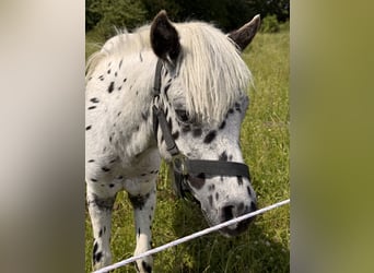 Shetland Ponys, Hengst, 1 Jahr, 112 cm, Tigerschecke