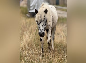 Shetland Ponys, Hengst, 1 Jahr, 112 cm, Tigerschecke